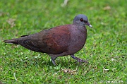 DSC_7539 Streptopelia picturata Madagascar or Seychelle turtle dove_tn